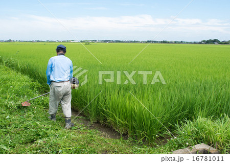 水田の畦道の草刈りをする農夫６ 16781011