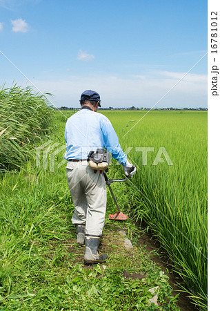 水田の畦道の草刈りをする農夫７ 16781012