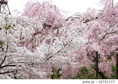 桜 16781157