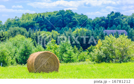 Round hay bales on the green field Round hay bales on the green field 16781212
