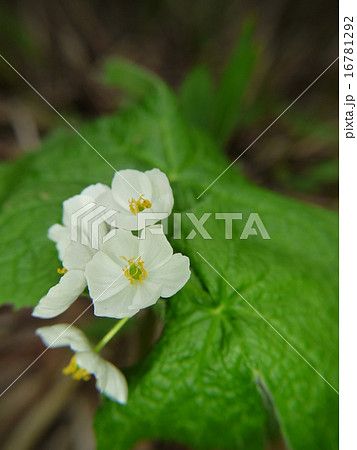 サンカヨウ 16781292