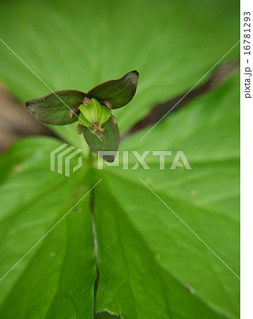 エンレイソウ エンレイソウ 16781293