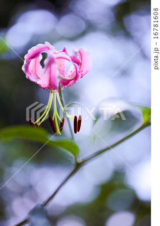 カノコユリ 16781608