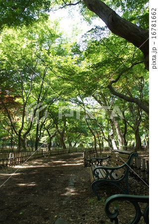 夏の公園 16781662