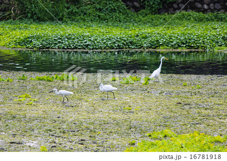 水前寺江津湖公園 16781918