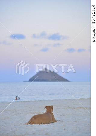 ラニカイの満月 ラニカイの満月 16781924