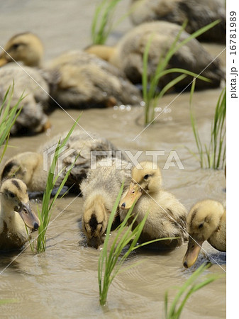 水田の合鴨 水田の合鴨 16781989