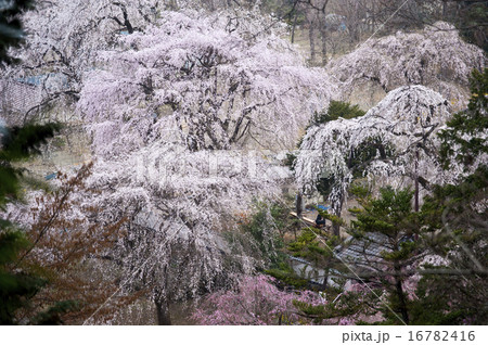 秩父青雲寺 16782416