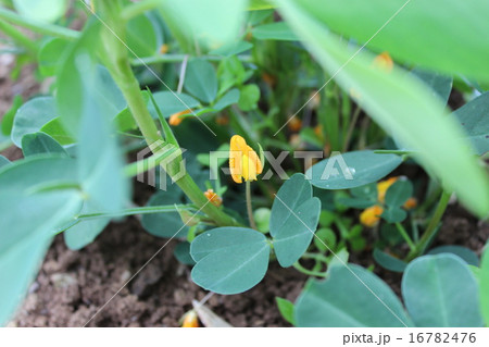 落花生の花 落花生の花 16782476