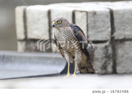 ツミの雌 ツミの雌 16782486