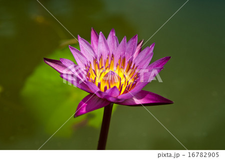 beautiful blossom purple lotus with yellow pollen 16782905