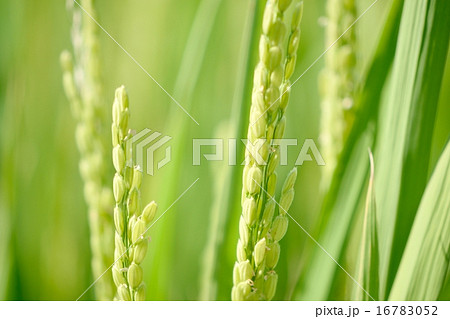 早生品種「みずかがみ」の稲穂と花のクローズアップ 16783052