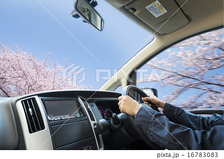 ドライブ　桜 16783083