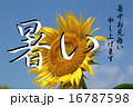 ヒマワリ 16787598