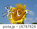 ヒマワリ 16787626