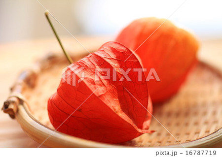 ホオズキ ホオズキ 16787719