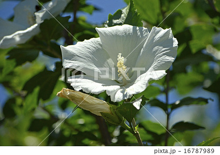 ムクゲ（木槿） 16787989