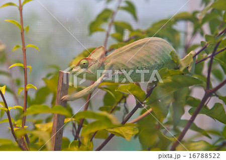 Chameleon on branch 16788522