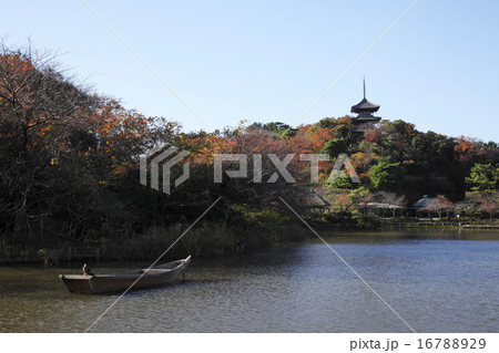 横浜 三渓園 晩秋の紅葉 16788929