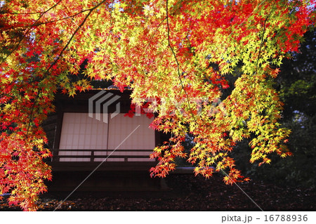 横浜 三渓園 聴秋閣 晩秋の紅葉 16788936
