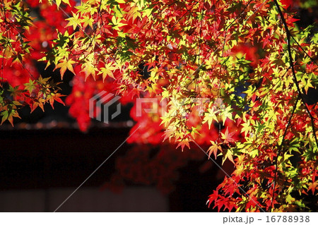 色彩豊かな紅葉 和風イメージ 16788938