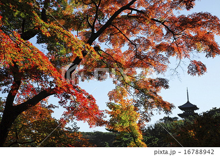 晩秋の紅葉 日本の風景 16788942