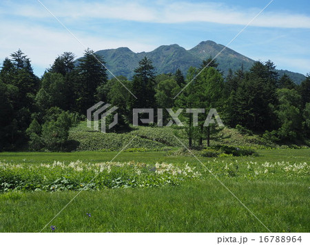 大江湿原より 燧ケ岳と三本カラマツ 16788964