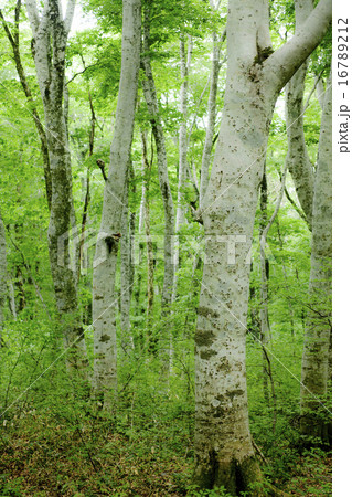 新緑の森 16789212