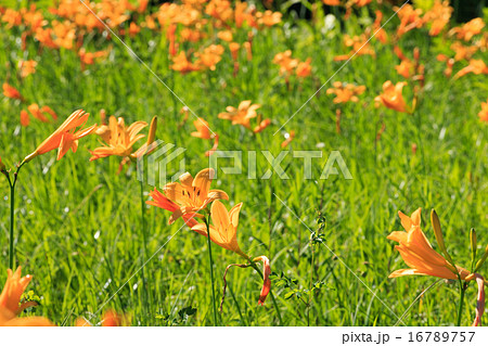 大江湿原のニッコウキスゲ 16789757