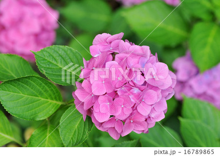 日本の紫陽花 日本の紫陽花 16789865