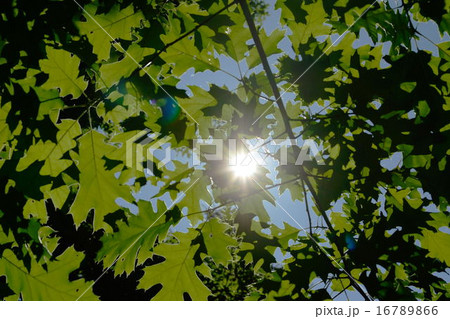 降り注ぐ太陽 16789866