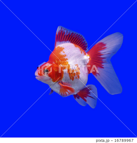 beautiful goldfish beautiful goldfish 16789967