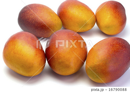 くだもの　アップルマンゴー 16790088