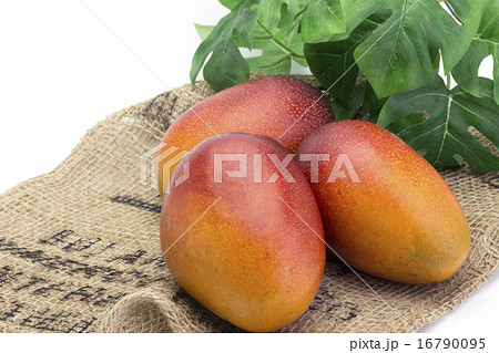 くだもの　アップルマンゴー 16790095