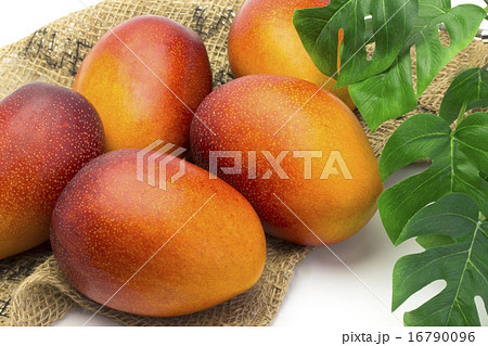 くだもの　アップルマンゴー 16790096