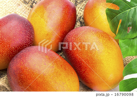 くだもの　アップルマンゴー 16790098