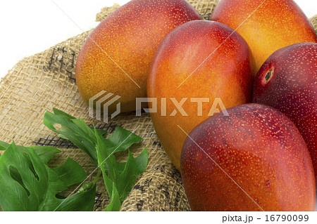 くだもの　アップルマンゴー 16790099