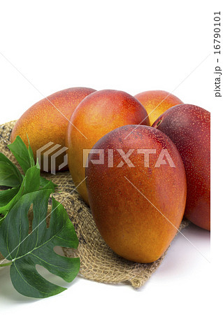 くだもの　アップルマンゴー 16790101