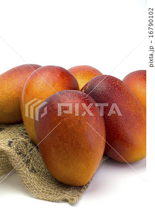 くだもの　アップルマンゴー 16790102