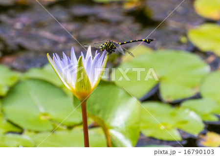 スイレンの花とトンボ 16790103