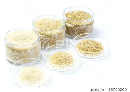 食材 米 玄米・胚芽米・白米 食材 米 玄米・胚芽米・白米 16790209