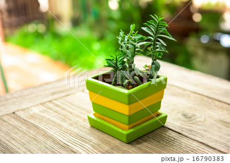green plant pots decoration on wooden table green plant pots decoration on wooden table 16790383