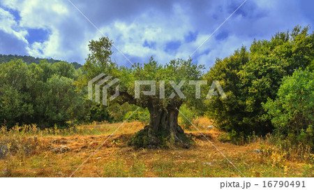 An old olive tree in Greece 16790491
