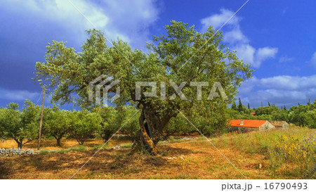 An old olive tree in Greece An old olive tree in Greece 16790493
