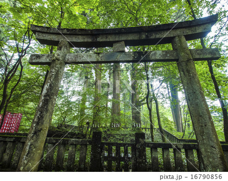 滝尾三本杉 滝尾三本杉 16790856