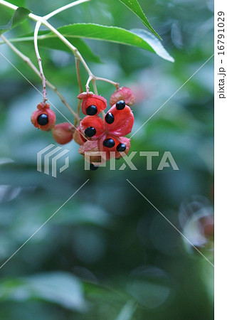 権萃　ゴンズイと申します。 16791029