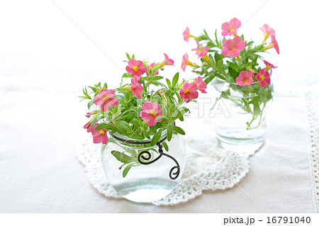 赤いカリブラコア 16791040