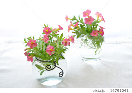 赤いカリブラコアとガラス花器 赤いカリブラコアとガラス花器 16791041