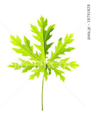 Plant leaf 16791628