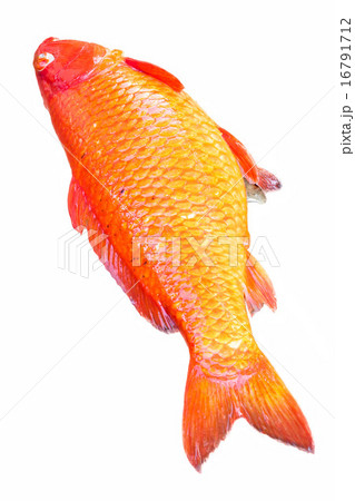 Dead carp fish 16791712